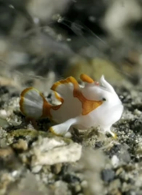 纪录片：海底世界(全集)